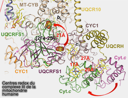 Centres redox du complexe III de la mitochondrie humaine
