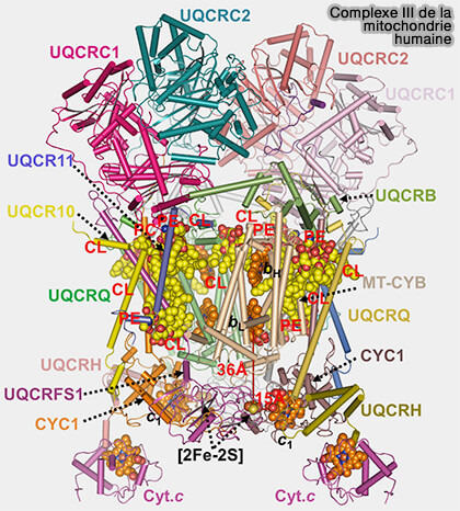 Complexe III de la mitochondrie humaine