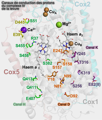 Canaux de conduction des protons (levure)
