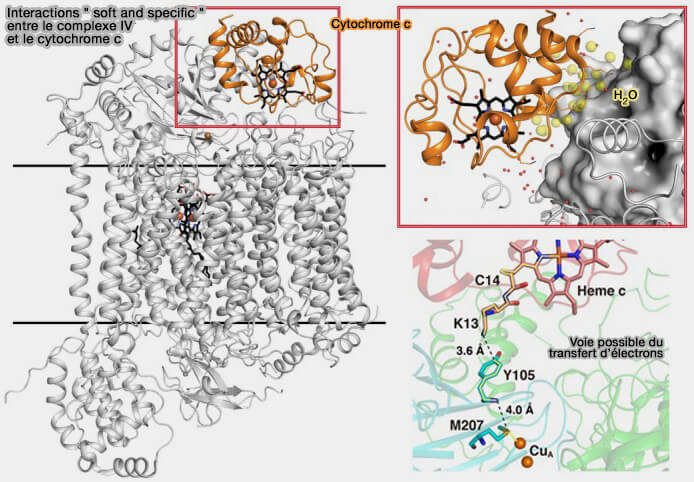 Complexe IV et cytochrome c : interactions " soft and specific " et transfert d'électrons