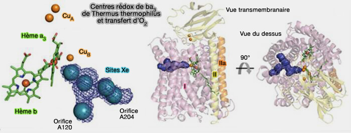 Centres rédox de ba3 de Thermus thermophilus et transfert d’O2