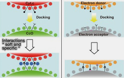 Interactions " soft and specific "