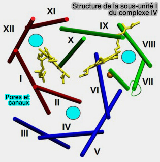 Structure de la sous-unité I du complexe IV