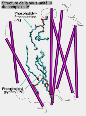 Structure de la sous-unité III du complexe IV