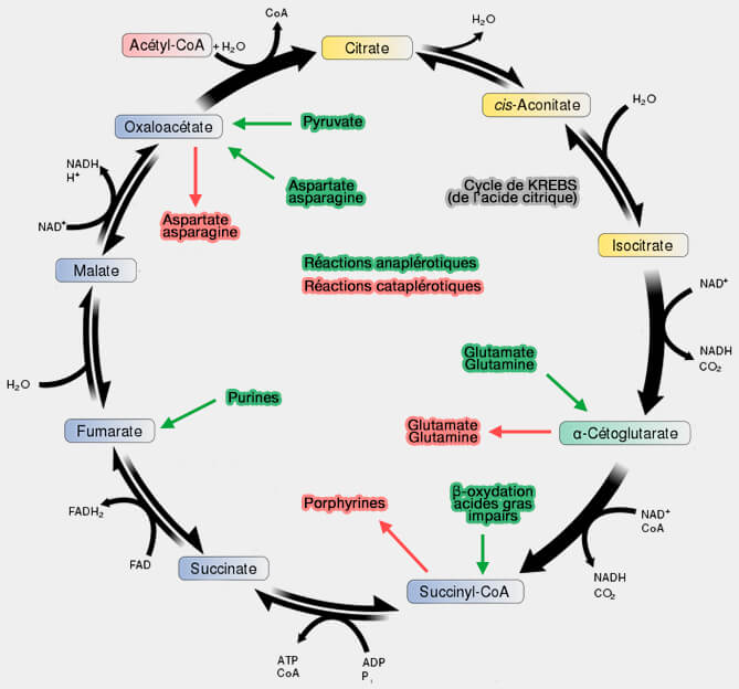 Réactions anaplérotiques et cataplérotiques du cycle de Krebs (cycle de l'acide citrique)