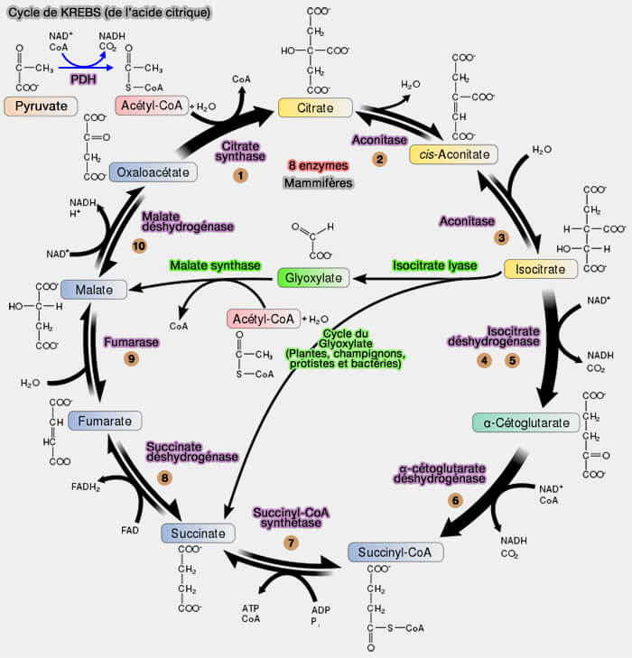 Cycle de Krebs (cycle de l'acide citrique)