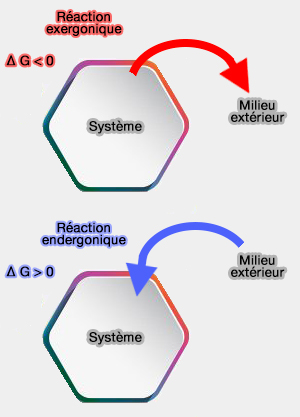 Réactions exergoniques et endergoniques