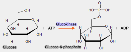 Transfert de phosphate (glucokinase)