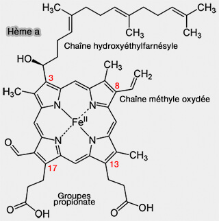 Structure de l'hème a