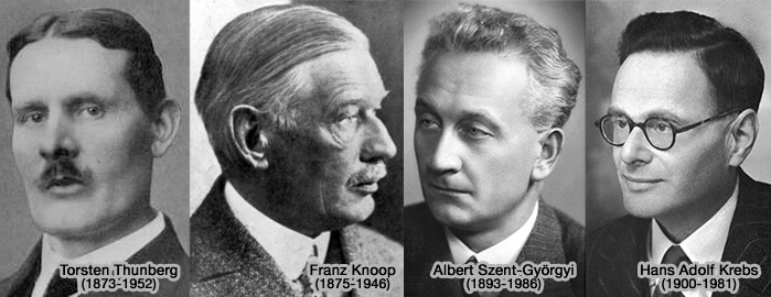 Scientifiques ayant élucidé le cycle de Krebs (cycle de l'acide citrique) 