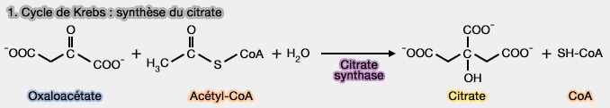 Étape 1 du cycle de Krebs : synthèse du citrate
