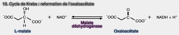 Étape 10 du cycle de Krebs : reformation de l'oxaloacétate