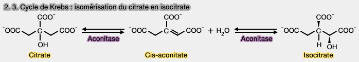 Étapes 2 et 3 du cycle de Krebs : isomérisation du citrate en isocitrate
