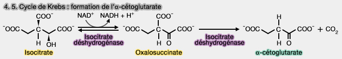 Étapes 4 et 5 du cycle de Krebs : formation de l'α-cétoglutarate