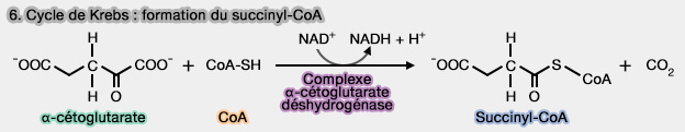 Étape 6 du cycle de Krebs : formation du succinyl-CoA