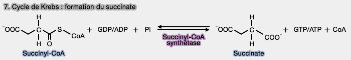 Étape 7 du cycle de Krebs : formation du succinate
