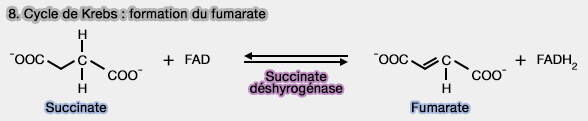 Étape 8 du cycle de Krebs : formation du fumarate