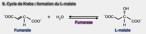 Étape 9 du cycle de Krebs : formation du L-malate