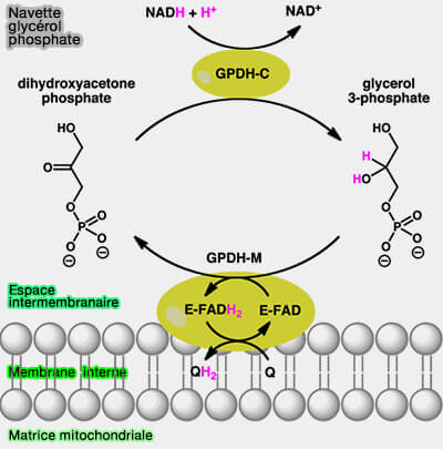 Navette glycérol phosphate