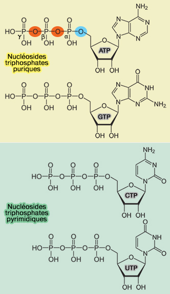 Nucléosides triphosphates (NTP)