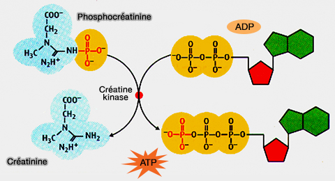 Transfert de phosphate (créatinine kinase)
