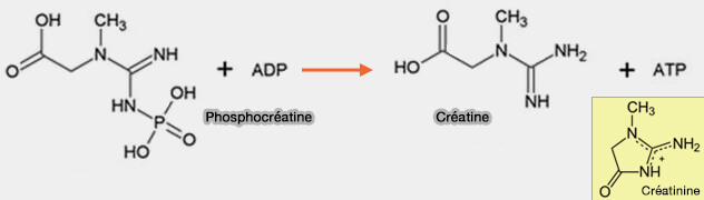 Phosphocréatine