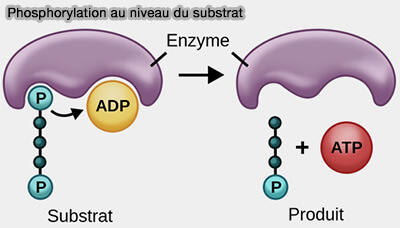 Phosphorylation au niveau du substrat