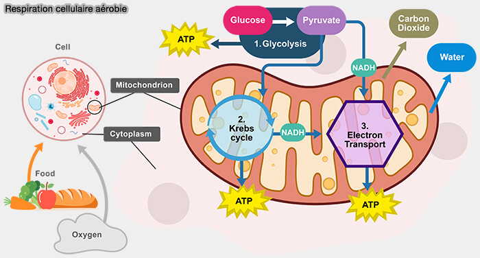 Respiration cellulaire aérobie