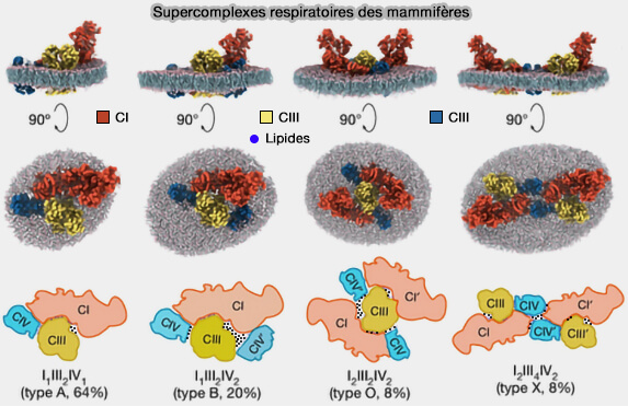Supercomplexes respiratoires des mammifères