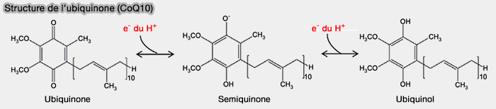 Structure de l'ubiquinone (CoQ10)