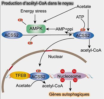 Production d’acétyl-CoA dans le noyau