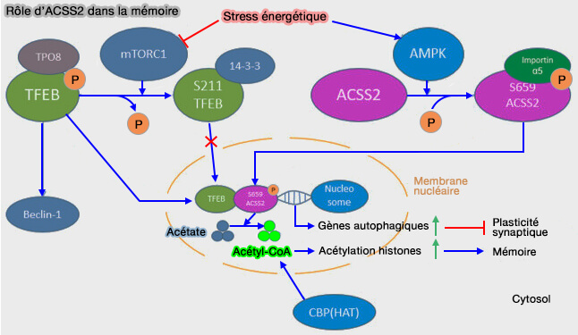 Rôle d’ACSS2 dans la mémoire