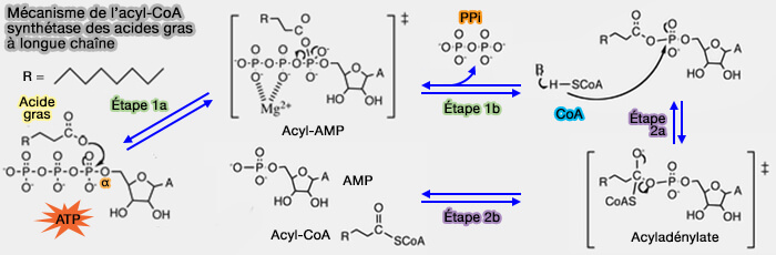 Mécanisme de l’acyl-CoA synthétase des acides gras à longue chaîne