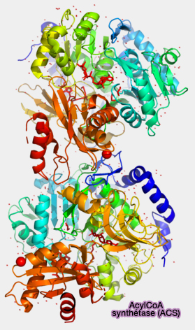 Acyl-CoA synthétase