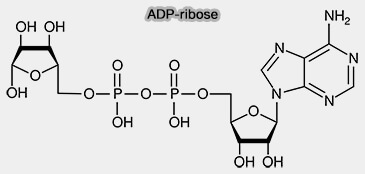 ADP-ribose