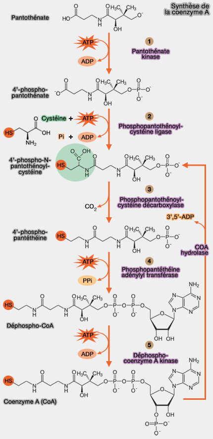 Synthèse de la coenzyme A (CoA)