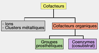 Cofacteurs