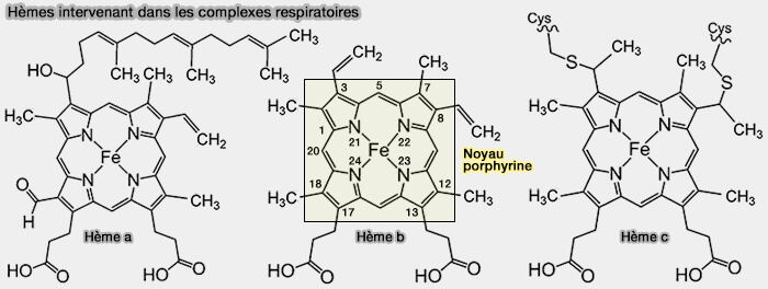 Hèmes intervenant dans les complexes respiratoires