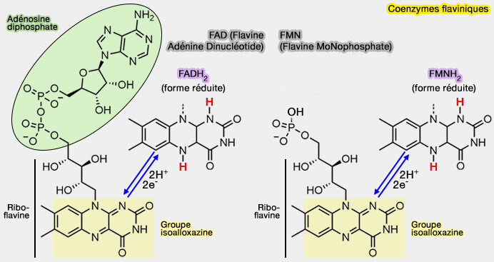 Coenzymes flaviniques : FAD et FMN