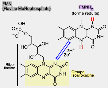 FMN (Flavine Mononucléotide)