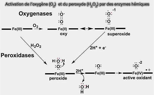 Hèmes et activation enzymatique
