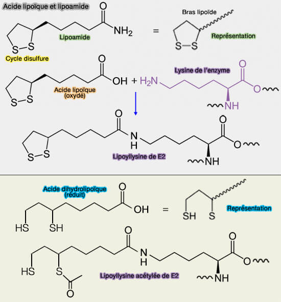 Acide lipoïque et lipoamide