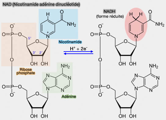 NAD (nicotinamide adénine dinucléotide)