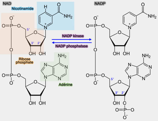 NAD et NADP