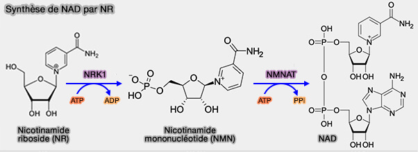 Synthèse de NAD par NR