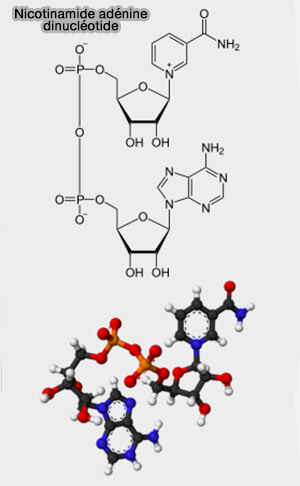 Nicotinamide adénine dinucléotide (NAD)
