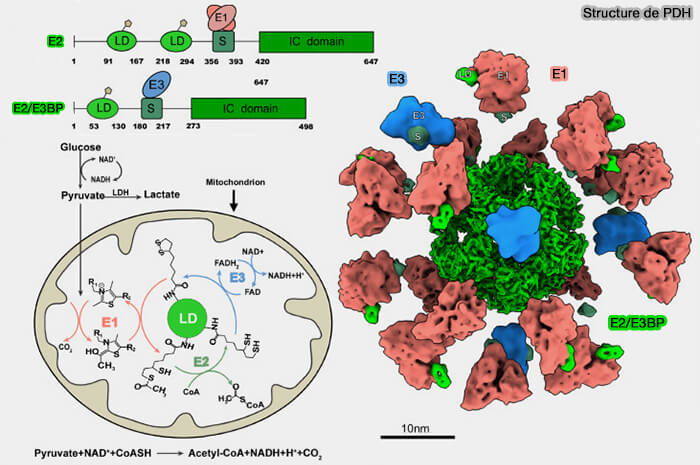 Structure de PDH et de E2/E3BP
