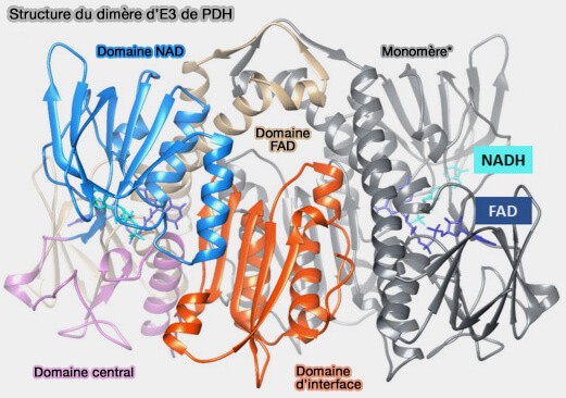 Structure du dimère de E3 