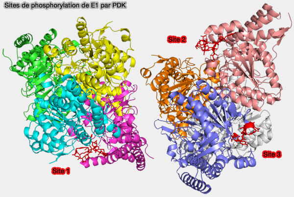 Sites de phosphorylation de E1 par PDK 