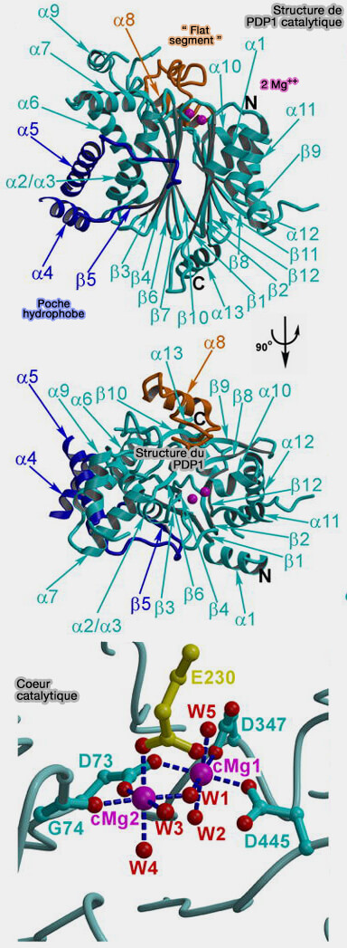 Structure de PDP1c